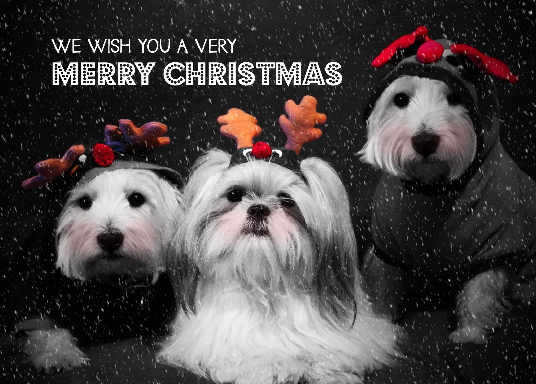 pawed-couture-christmas.jpg