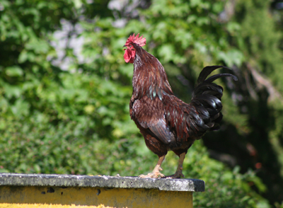 roostercrowing.jpg