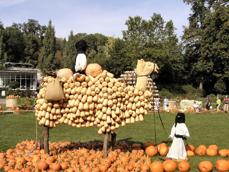 pumpkin_camel1_800.JPG