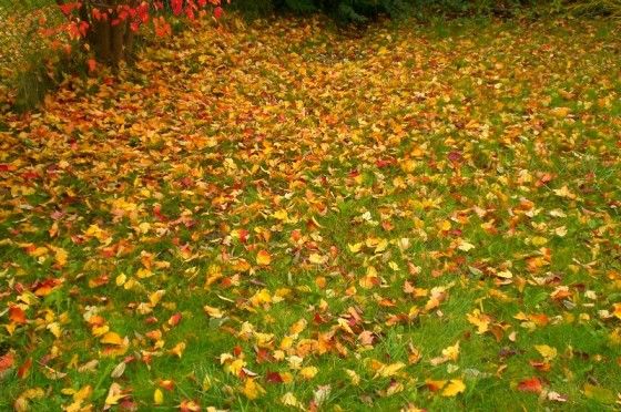 Fallground.jpg
