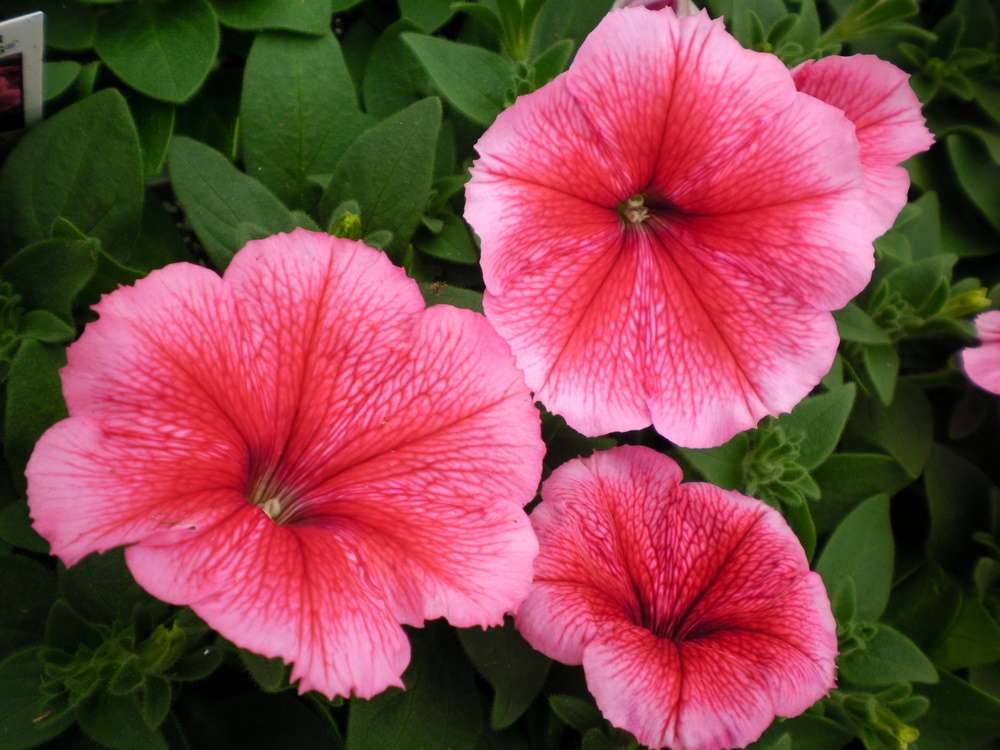 Petunia-Madness-Summer.jpg