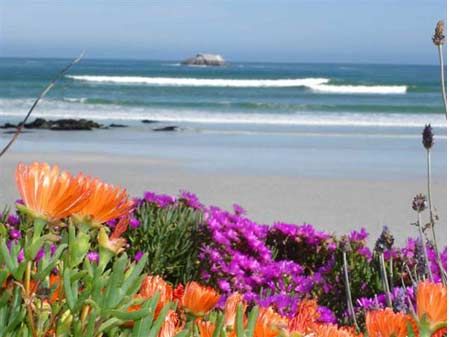 360a74e3f1f740d97b0eb578e28c27f4--beach-flowers-wild-flowers.jpg