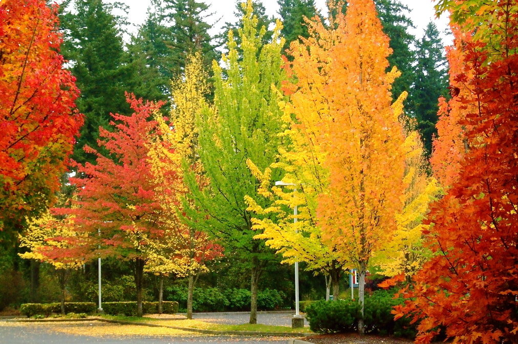 Autumn-Trees.jpg