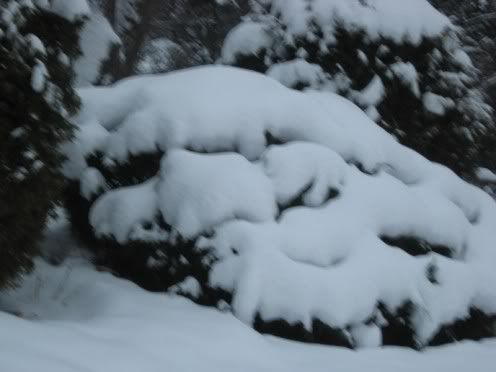 Snowy051.jpg