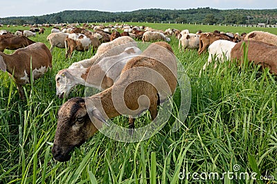 goats-eating-grass-thumb23114502.jpg