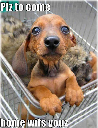 cute-puppy-pictures-come-home.jpg
