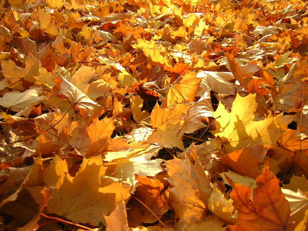 love-lonely-autumn-leaves-31000.jpg