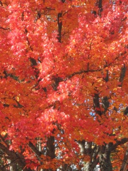 AutumnDrive014.jpg