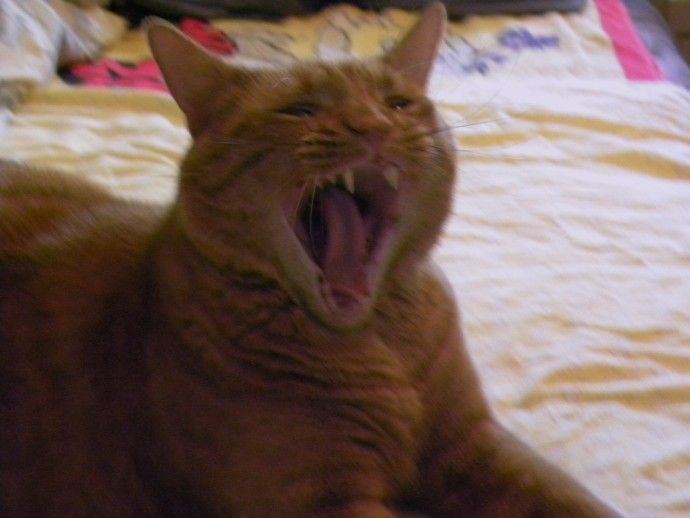 Grrrroar.jpg