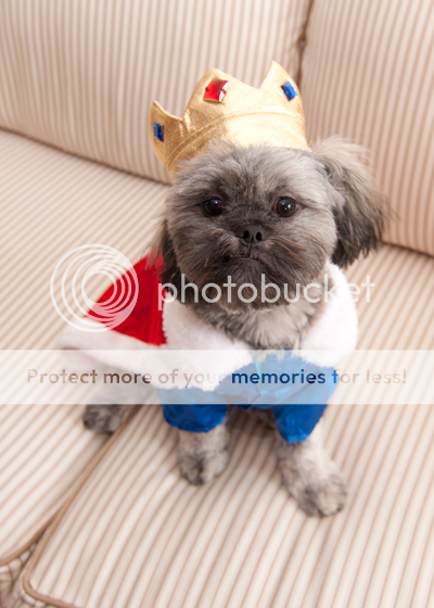KingTeddy.png