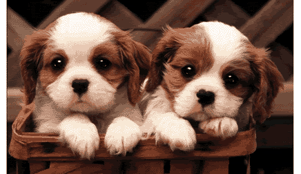 AnimatedGIF-DogPuppiesBlinking.gif
