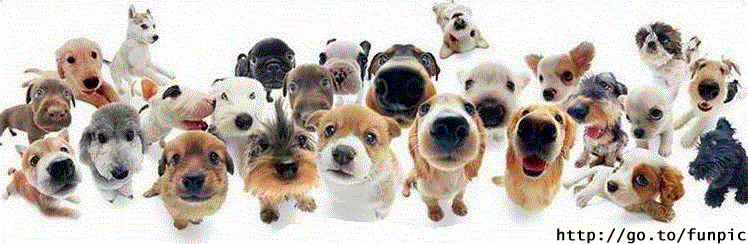 AnimatedGIF-WigglyDogNosesreallycut.gif