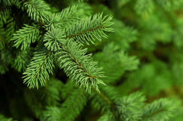 Tips for Keeping Your Tree Fresh